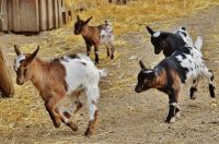 Goats  animal,goat,mammal