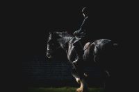 Olympic horse This is Jasper 'West Winds Joseph' one of the Shire Horses from Home Farm at Wimpole Hall being exercised. Born in 2008 he's 17.2hh. royston,wimpole,uk