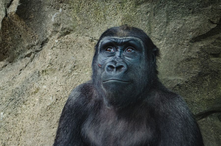 Monkey Primate Happy Gorilla primate,face,zoo