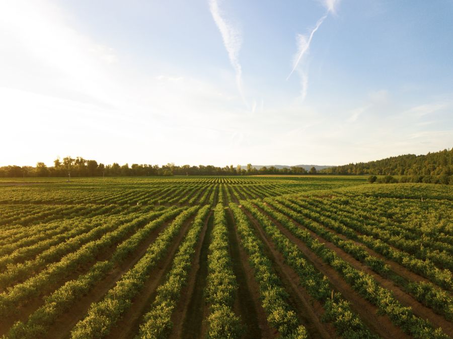 Vineyard sustainability This shot makes me thirsty! I love how this shot turned out. I was about 10 meters above the ground with my Mavic Pro. This is a small winery in the mid-Willamette Valley outside Salem, Oregon. This is one of the biggest wine-producing areas in the country and it makes for some wonderful evening drone flights.  wine,willamette valley,salem