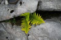 Breaking  fern,nature,stone