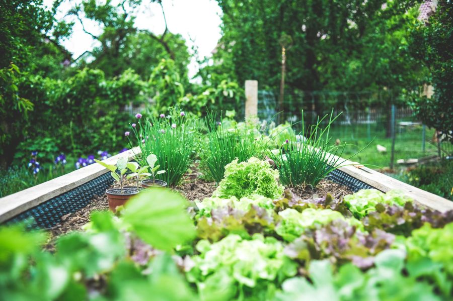 Urban garden Urban Gardening in raised bed – herbs and salad breeding upbringing. Self supply & self-sufficiency.  garden,deutschland,gesees