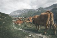Grass fed Cows roam the mountain side in Italy italy,animal,cow