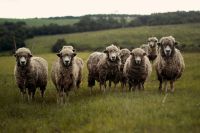 sheep Sheep in field 