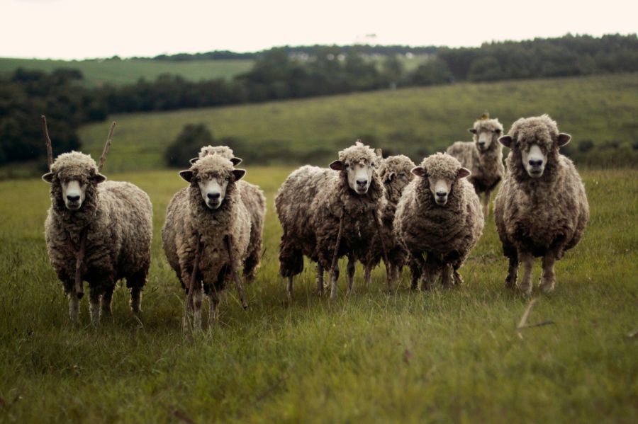 sheep Sheep in field 