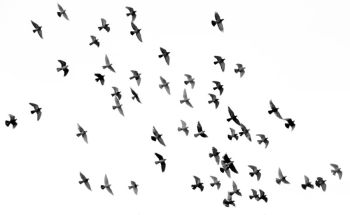 Birds Flying birds 