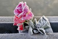 tribute A pink rose remembering a loved one is perfectly frozen by nature     