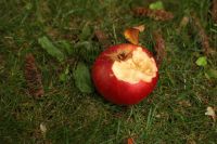 Apple drought  