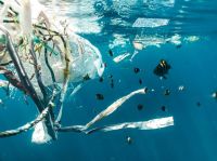 water pollution Plastic pollution and juvenile fish. 