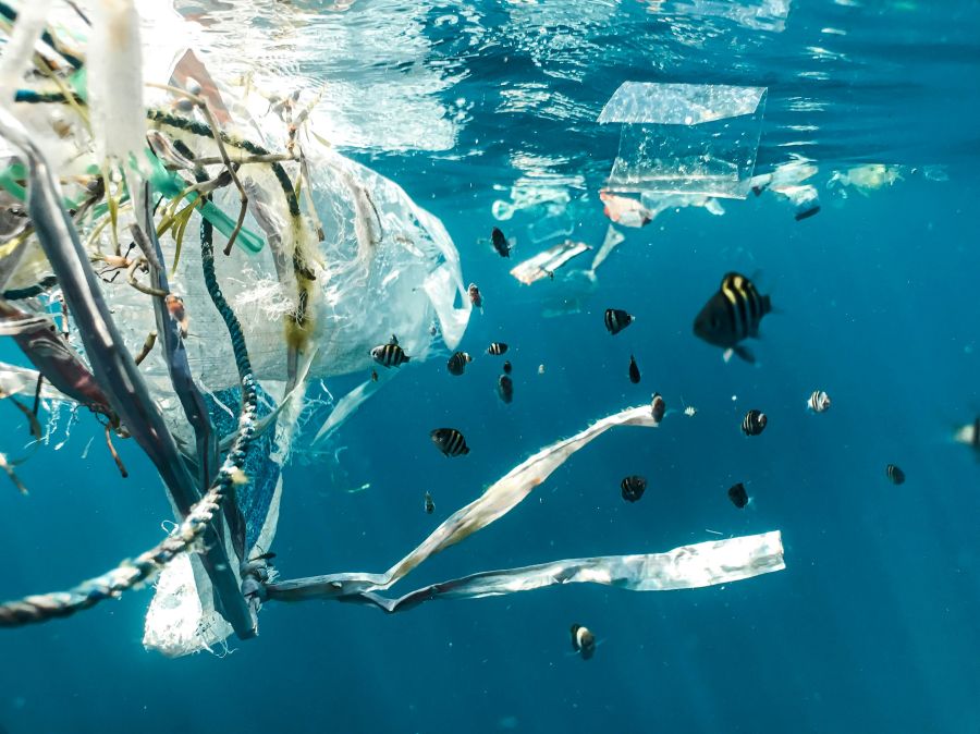 water pollution Plastic pollution and juvenile fish. 