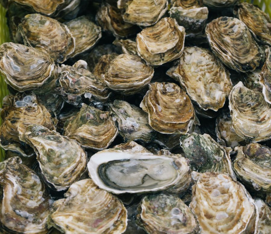 oyster Oysters