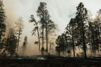 Wildfire vegetation Controlled burn, Arizona  