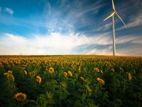 Energy transition  energy,flower,environment