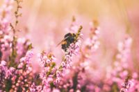 Bee Summer buzz 