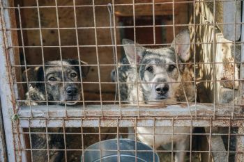 abandoned pets Municipal Shelter for dogs in Russia 