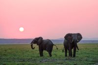 Elephant  animal,elephant,wallpapers