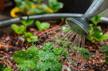 Garden water Using a watering can to give strawberry plants water.
