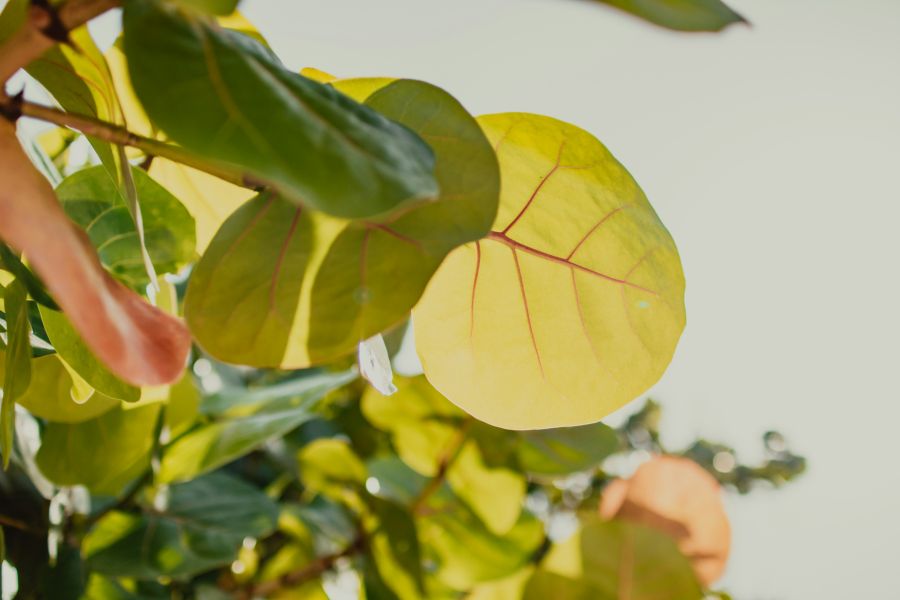 Sunshine summer Leaves of a tropical fig tree fig,sky,tropical