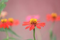 vulnerability  Flowering plant flower,plant,blossom