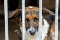 dog rescue sad, unhappy, poor dog in the shelter, behind bars, in a cage 
