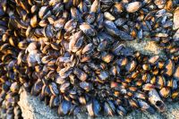 Mussels nets Mussels 