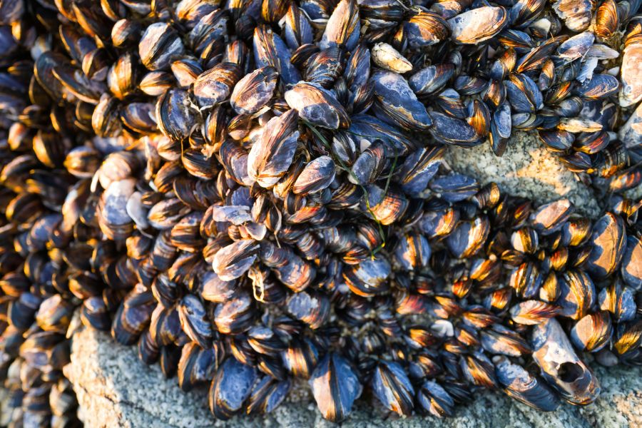 Mussels nets Mussels 