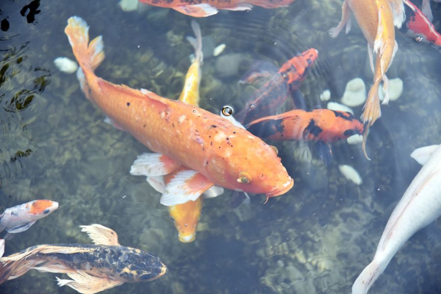 Aquatic Solidarity koi fish in a pond water,animal,carp