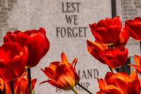memorial service tulips in front of a war memorial 
