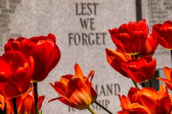 memorial service tulips in front of a war memorial 