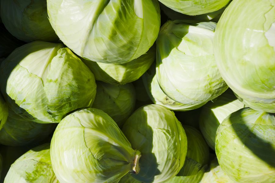 cabbage festival Fresh Green Cabbages Packed Closely Together In A Bin - A close-up image of a bin overflowing with fresh green cabbages. The cabbages are packed tightly together, with their outer leaves overlapping, creating a dense and vibrant green texture. 