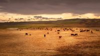 cattle water  