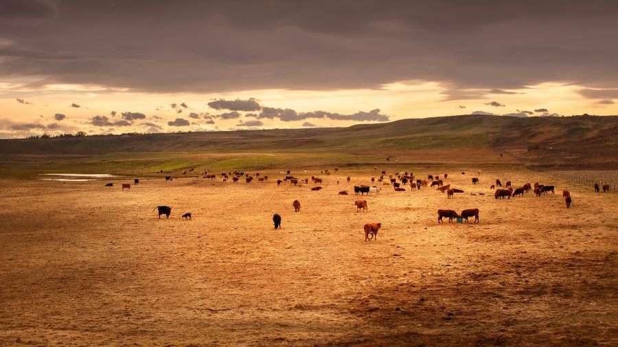 cattle water  