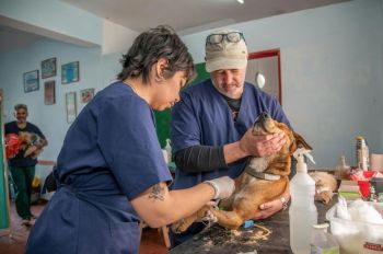 veterinarian pets LLÉVALO AL VETERINARIO DE FORMA PERIÓDICA 