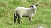 Keywords Livestock I’m the most beautiful lamb at Horgen! horgen,sel,norge