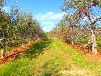 apple orchard Apple orchard