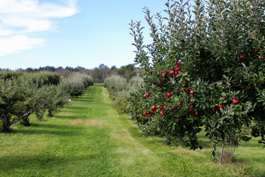 apple orchard http://picknsaveorchard.com/ 