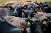 Bulls Cattle Cattle on a hot summer day 