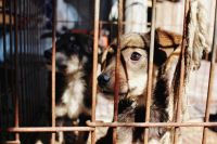 Animal abuse animal protection 