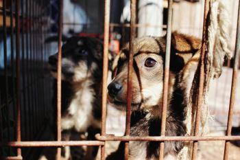 Animal abuse animal protection