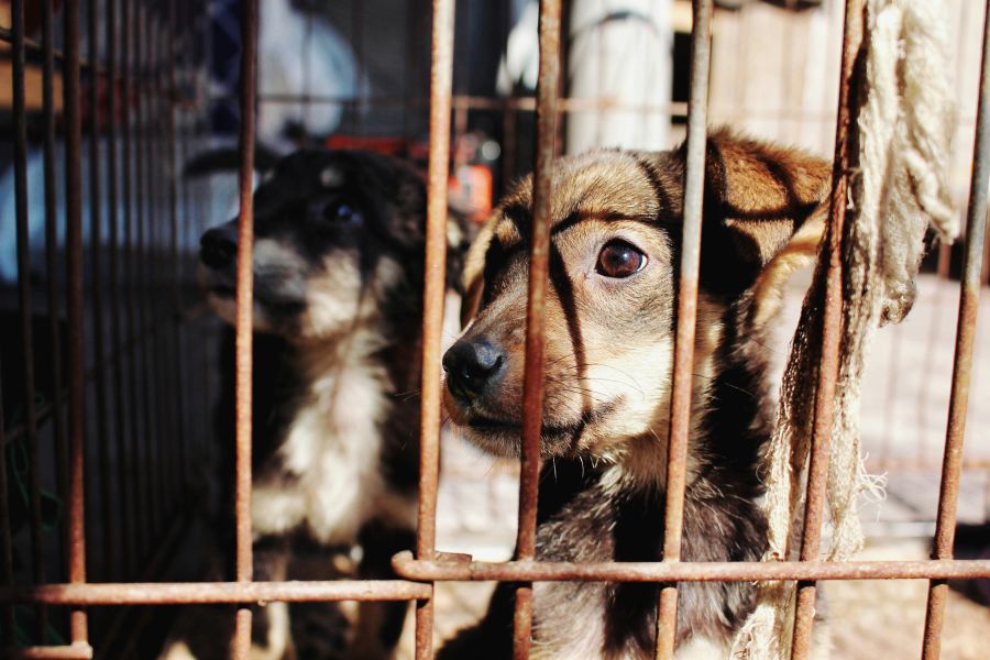 Animal abuse animal protection 