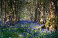 Enchanted Forest Trees framing a carpet of bluebells in the wood in Spring. witchampton,wimborne,uk