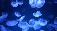 Blue jellyfish  
