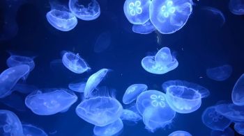 Blue jellyfish