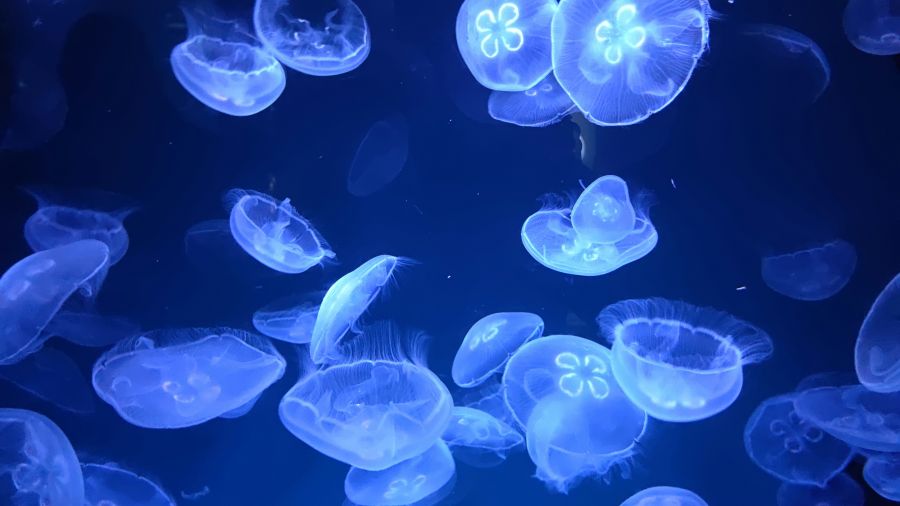 Blue jellyfish  