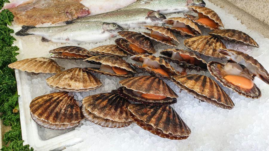 Shellfish Scallops on fishmonger counter uk,london,animal