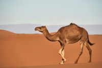 Camel  
