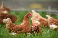 chicken  