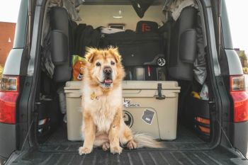 Dog travel  
