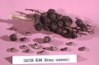 Poisoning This image from 1966, depicted a castor bean, Ricinus communis, still life, composed of numbers of spiny seed pods, and a freed castor beans scattered about the setting. Castor beans contain the water soluble, highly toxic poison known as ricin. public health,poisionous,toxic