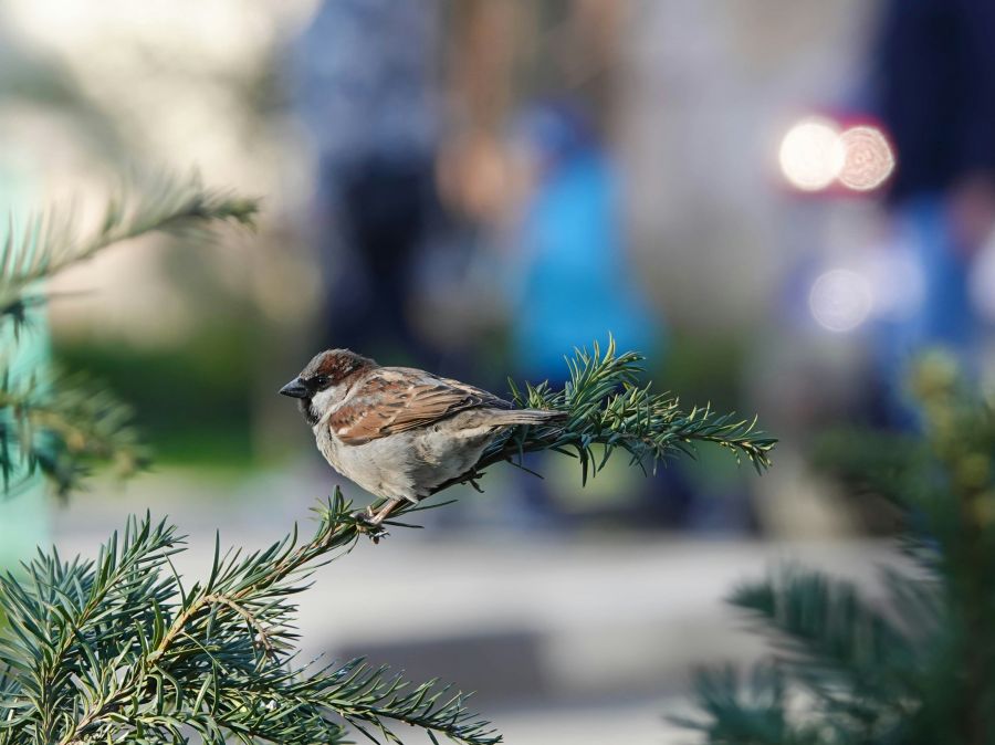 Sparrow